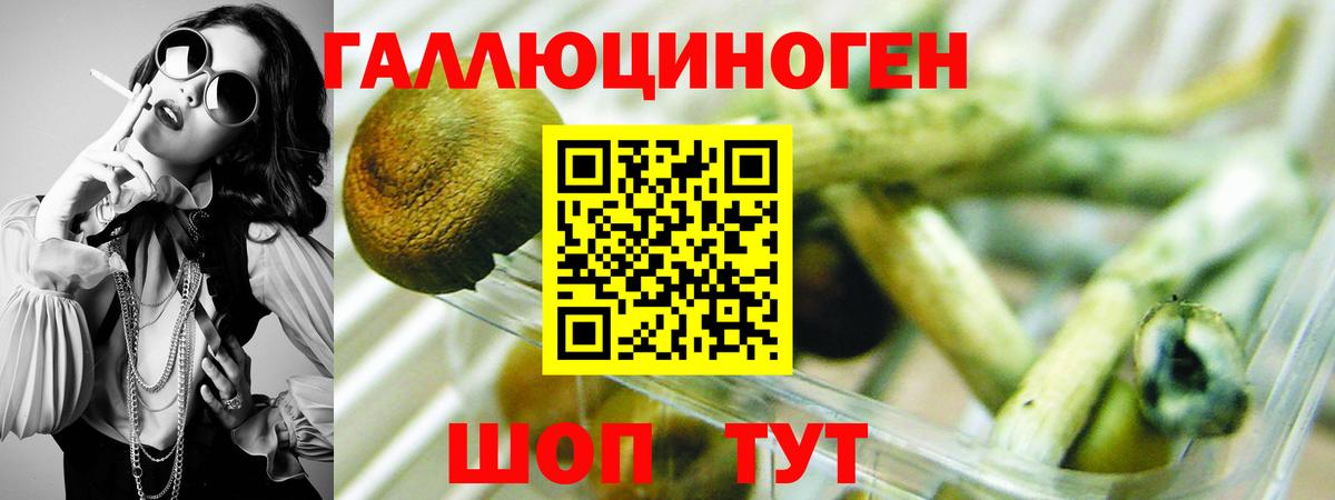 Псилоцибиновые грибы Cubensis Отрадное